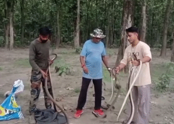 रामनगर में गर्मी से बेहाल वन्यजीव, आबादी में घुसे सांप – 3 दिनों में 30 सर्पों का रेस्क्यू