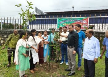 Tree plantation