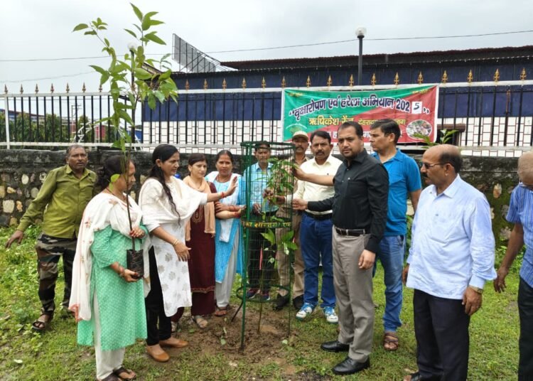 Tree plantation