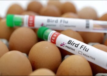 bird flu
