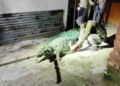 Crocodile