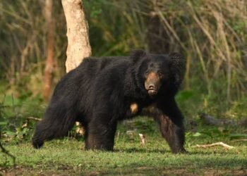 राज्य में बढ़ रही भालू हमलों की घटनाएं: हाइबरनेशन प्रक्रिया में बदलाव बना बड़ी चिंता का कारण