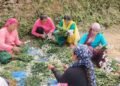 Farming Scheme