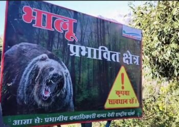 bears