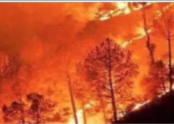 forest fire