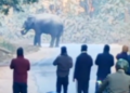 रामनगर NH-309 पर बीच सड़क डटा हाथी: घंटों लगा रहा लंबा जाम, सेल्फी लेने के चक्कर में जोखिम में डाली जान