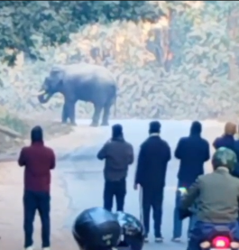 रामनगर NH-309 पर बीच सड़क डटा हाथी: घंटों लगा रहा लंबा जाम, सेल्फी लेने के चक्कर में जोखिम में डाली जान