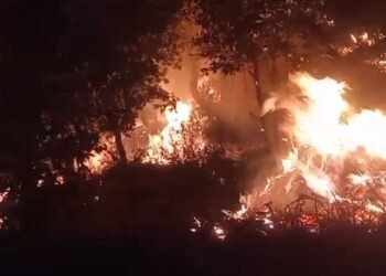 Forest fire