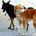 Stray dogs