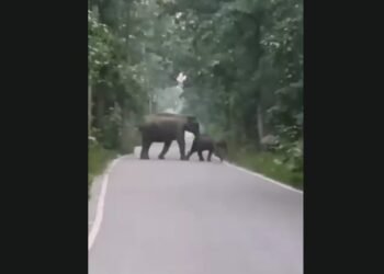 elephants