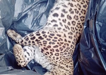 leopard
