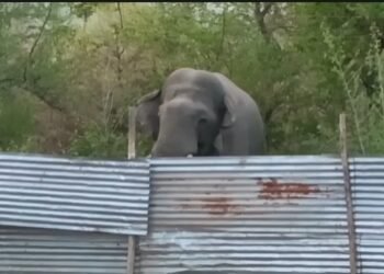 Elephant