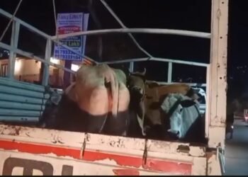 Cow
