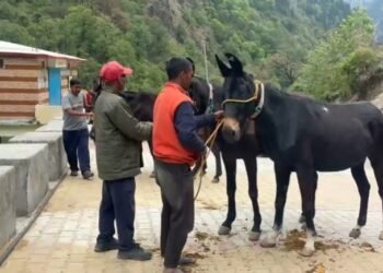 Horse