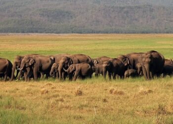 Elephant