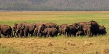 Elephant