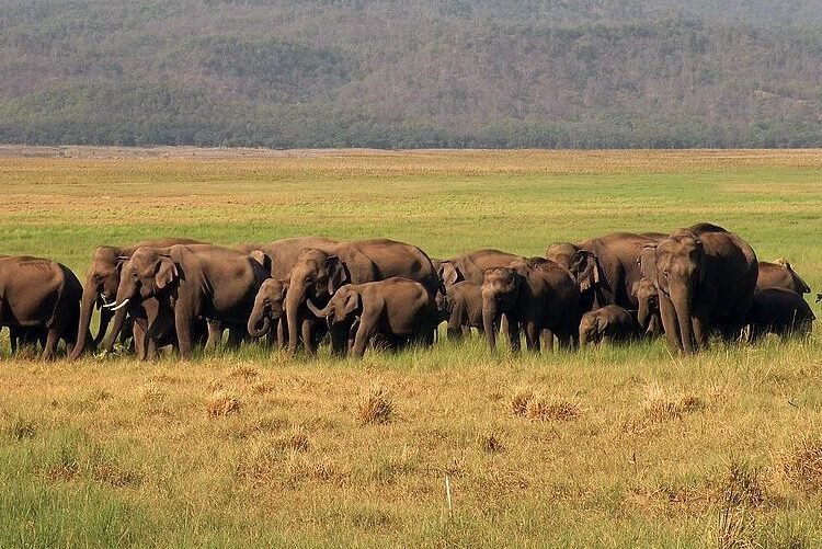 Elephant