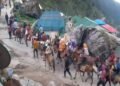 Horses