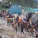 Horses