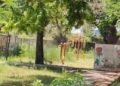 Park
