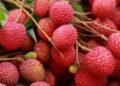 litchi