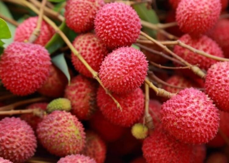 litchi