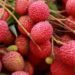 litchi