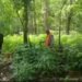 Forest Department