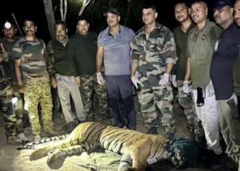 tiger