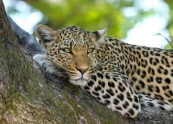 Leopard