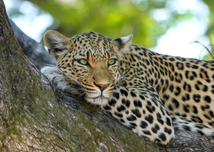 Leopard