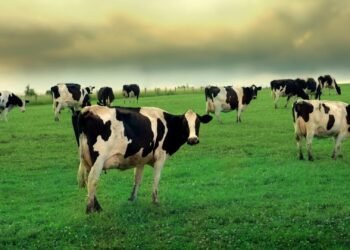 Cow