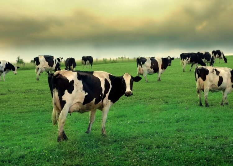 Cow