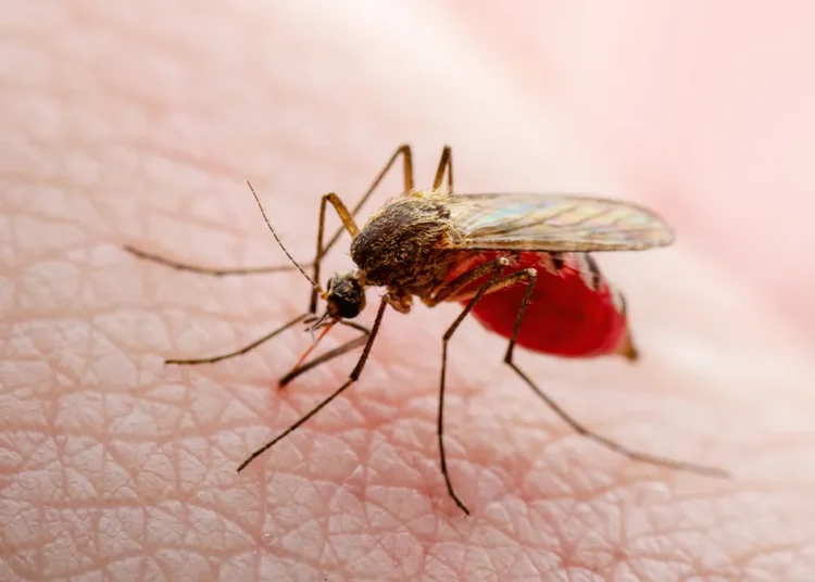 dengue
