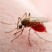dengue
