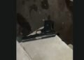 Gun