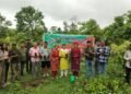 tree plantation