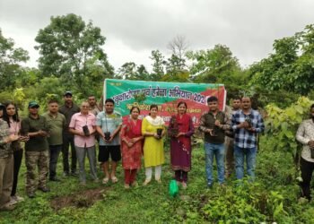 tree plantation