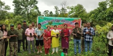 tree plantation