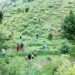 Plantation