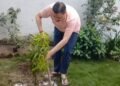 plantation