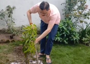 plantation