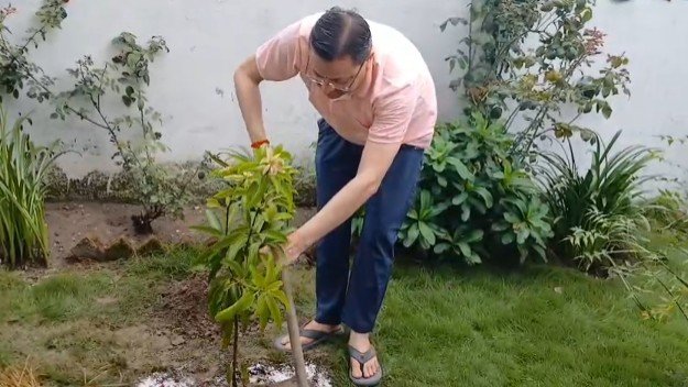 plantation