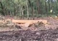 Cutting Trees