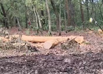 Cutting Trees