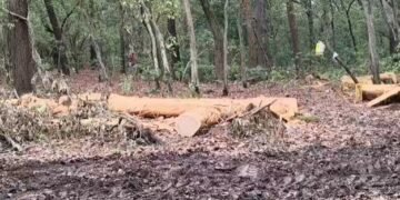 Cutting Trees