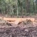 Cutting Trees