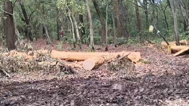 Cutting Trees