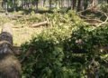 tree-felling