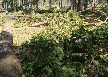 tree-felling